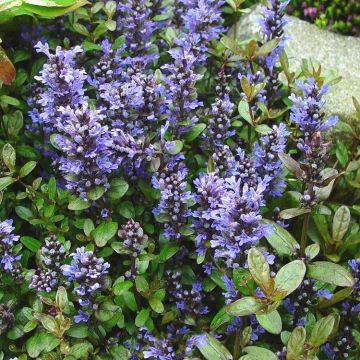 Ajuga reptans 'Chocolate Chip' - Bugle