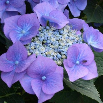 Hydrangea macrophylla Blauling - Blue Bird - Blue teller Lace Cap