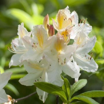 Azalea mollis Daviesii - Deciduous Knaphill Rhododendron