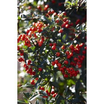 Pyracantha Red Column - Firethorn - LARGE Approx 6ft Hedging Pyracantha