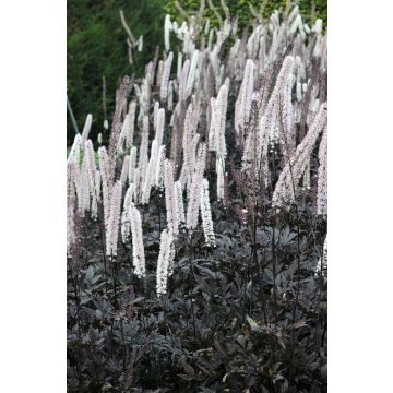 Actaea simplex 'Brunette' (Cimicifuga ramose Brunette bugbane)