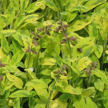 Sage Plant - Salvia officinalis 'Icterina' - Golden Sage