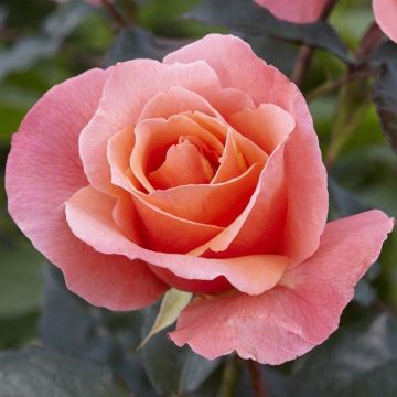 Rose 'Fragrant Delight' - Floribunda Bush Rose