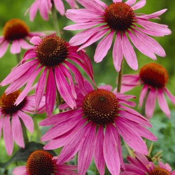 Echinacea purpurea - Purple Cone Flower Plants