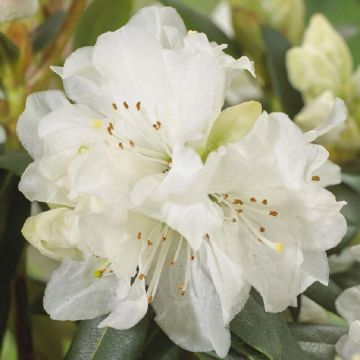 Rhododendron Dora Amateis