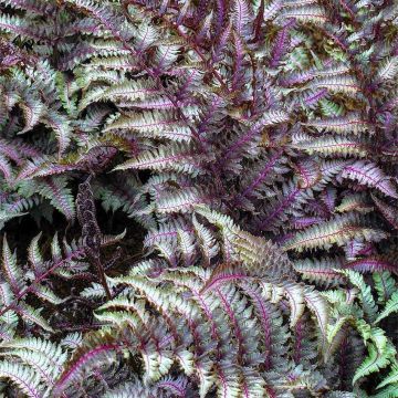 Athyrium niponicum pictum metallicum - Japanese Painted Fern