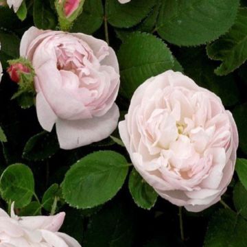 Rose Alfred de Dalmas - Shrub Rose