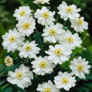 Anemone hupehensis 'Snow Angel'