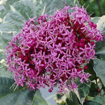 Clerodendrum bungei Pink Diamond - Large Plant