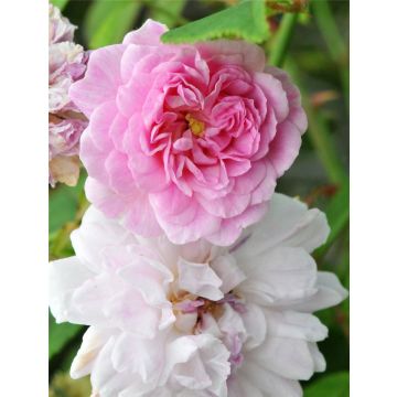 Large 6-7ft Specimen -  Rose Pauls Himalayan Musk - Climbing Rose