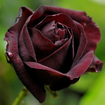 Rose Louis XIV - Shrub Rose