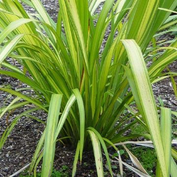 Phormium Yellow Wave - Gold Sword New Zealand Flax