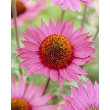 Echinacea purpurea Ruby Giant