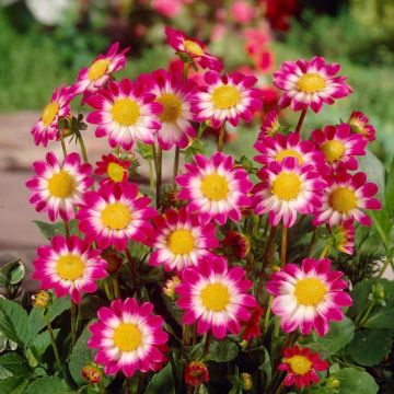 Dahlia Sweetheart