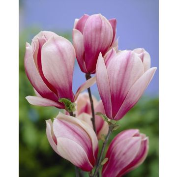 Magnolia Red Lucky - Chinese Magnolia Shrub