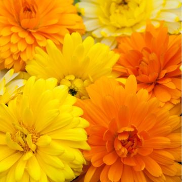 English Marigold - Calendula officinalis 'Costa Mix'