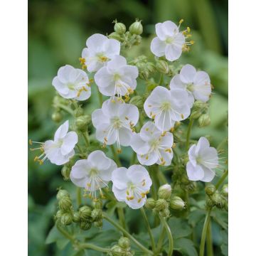 Geranium macrorrhizum White Ness