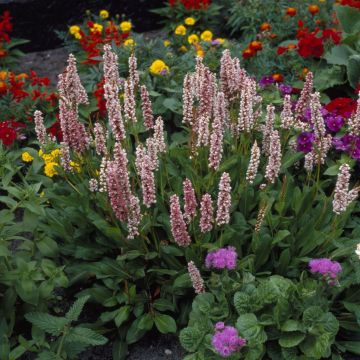 Persicaria affinis 'Donald Lowndes'