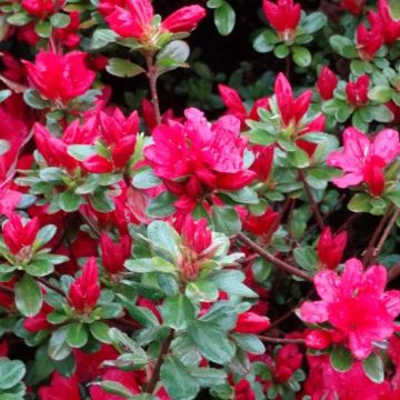 Azalea japonica Hino Crimson - Evergreen Japanese Azalea