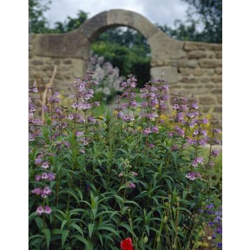 Penstemon Sour Grapes