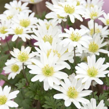 Anemone blanda White Splendour