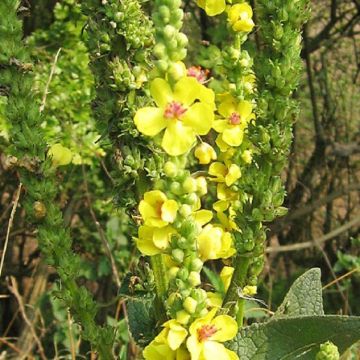 Verbascum Bananas & Custard