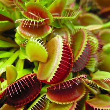 SPECIAL DEAL - Venus Fly Trap - Dionaea Muscipula 'Snapper' - Carnivorous Plant