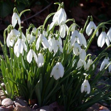 Snowdrops - Galanthus nivalis (var. elwesii) in the Green