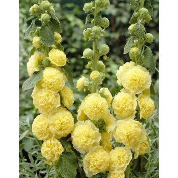 Alcea Chaters Double Yellow - Hollyhock (Althea)