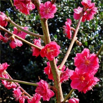 Prunus persica Melred - Peach Tree
