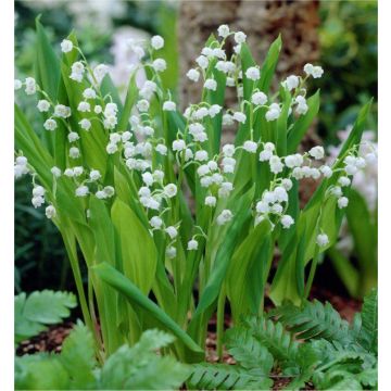 Fragrant Lily of the Valley - Convallaria Majalis - Pack of THREE Plants