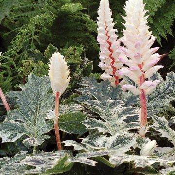Acanthus mollis White Water - Variegated Acanthus Bears Breeches