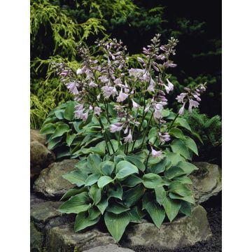 Hosta Blue Cadet