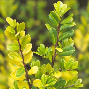 Ilex crenata Golden Gem