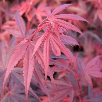 Acer palmatum Shaina - Japanese Maple