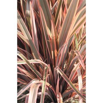 Phormium Rainbow Queen - New Zealand Flax