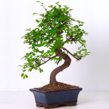 Beautiful EXTRA LARGE 'curved S shape' Bonsai Tree with Glazed Dish and Saucer