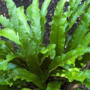 Asplenium nidus 'Crispy Wave' - Bird's Nest Fern