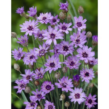 Catananche caerulea - Cupids Dart