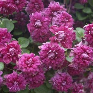 Clematis purpurea Plena Elegans - Late Summer Flowering Clematis