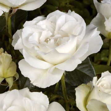 Rose 'Margaret Merril' - Floribunda Rose