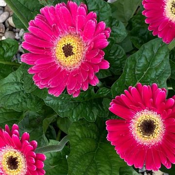 Pink Gerbera Garvinea Sweet Spice - Beautiful Hardy Gerbera with Giant Daisy Flowers