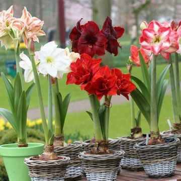 Amaryllis - Hippeastrum varieties - Lucky Dip Colour Amaryllis - Hippeastrum varieties - Lucky Dip Colour