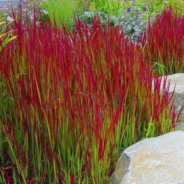 Imperata cylindrica Red Baron - Pack of THREE Japanese Blood Grasses