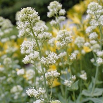 Centranthus ruber Albus - Valerian  "Snow Cloud"