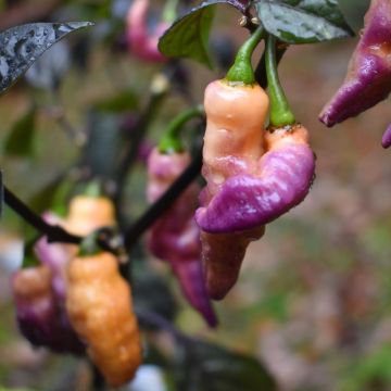 Chilli Pepper Plant 'Pink Tiger'