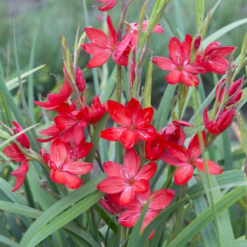 Schizostylis coccinea 'Major' - River Lily