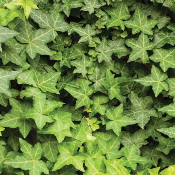 Large Green Trailing Ivy - Hedera Hibernica