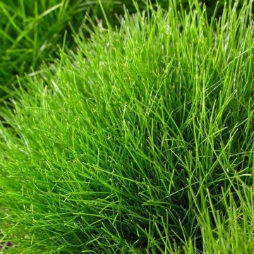 Festuca gautieri Green