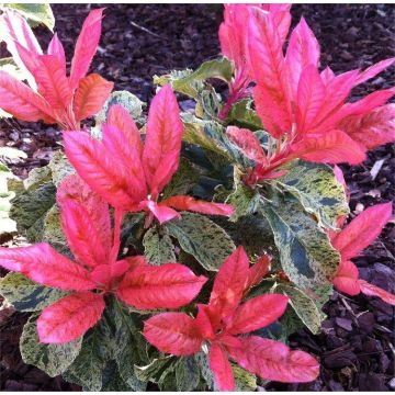 Photinia serratifolia Pink Crispy